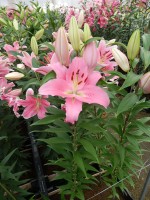 [5228 Striker 2N No02.JPG]